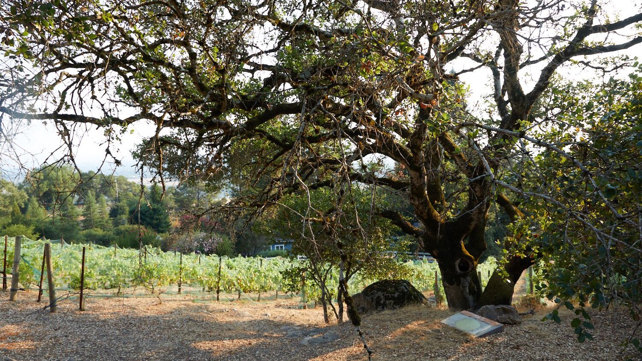 Photo of Outdoor in Santa Rosa