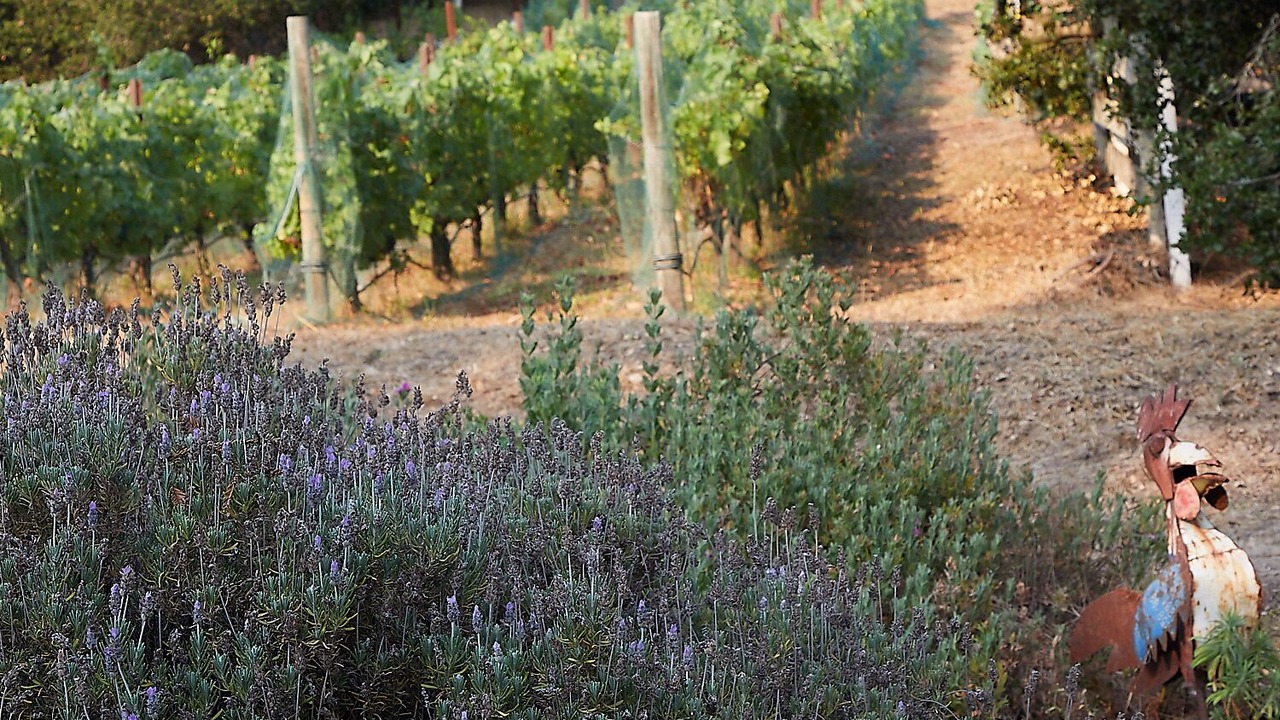 Photo of Outdoor in Santa Rosa