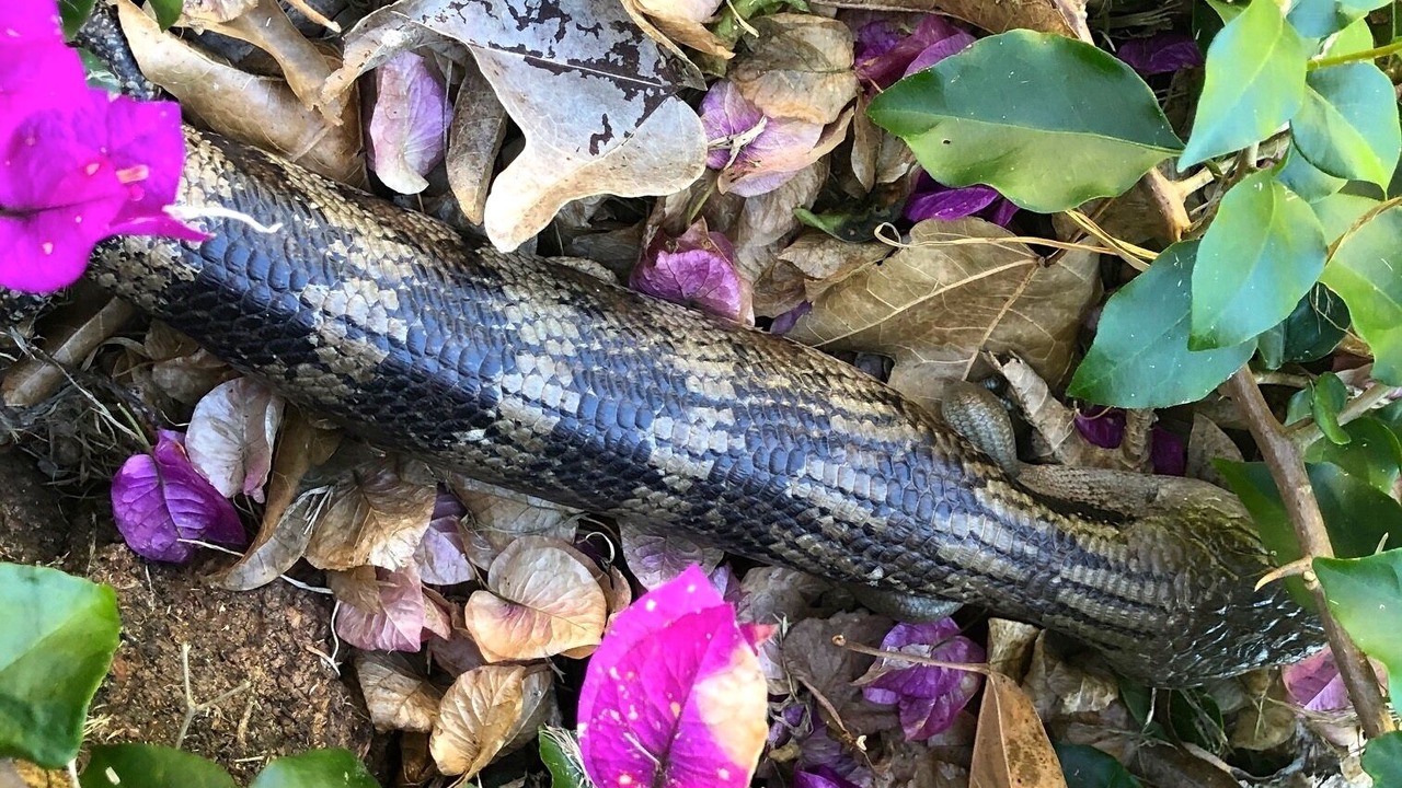 Photo of Outdoor in Maleny
