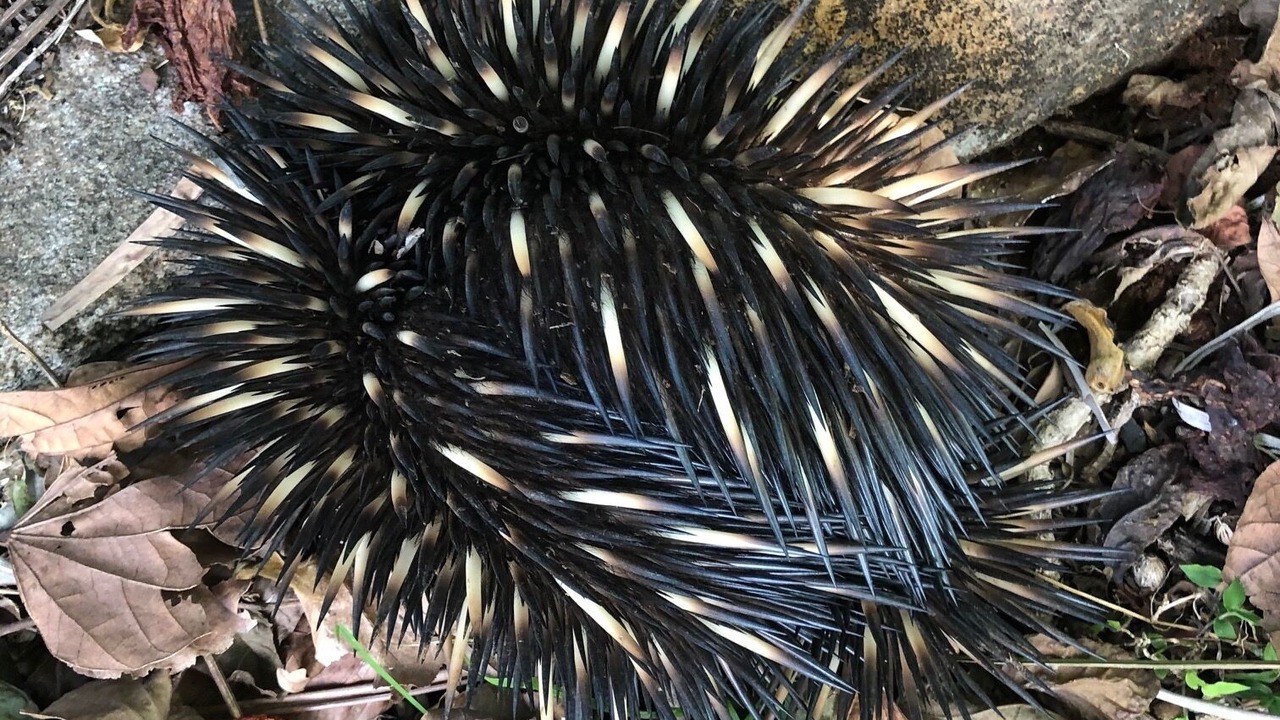 Photo of Outdoor in Maleny