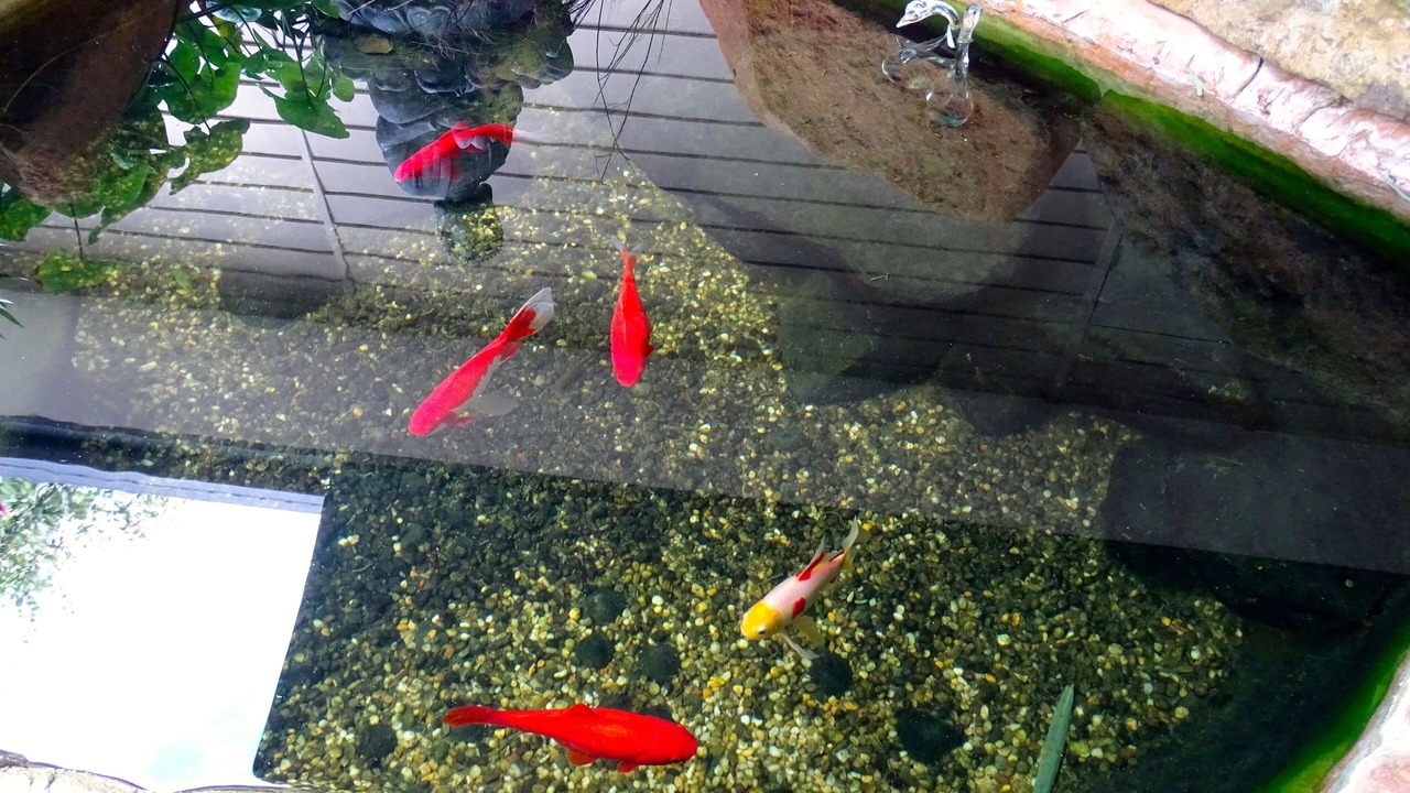 Photo of Outdoor in Maleny