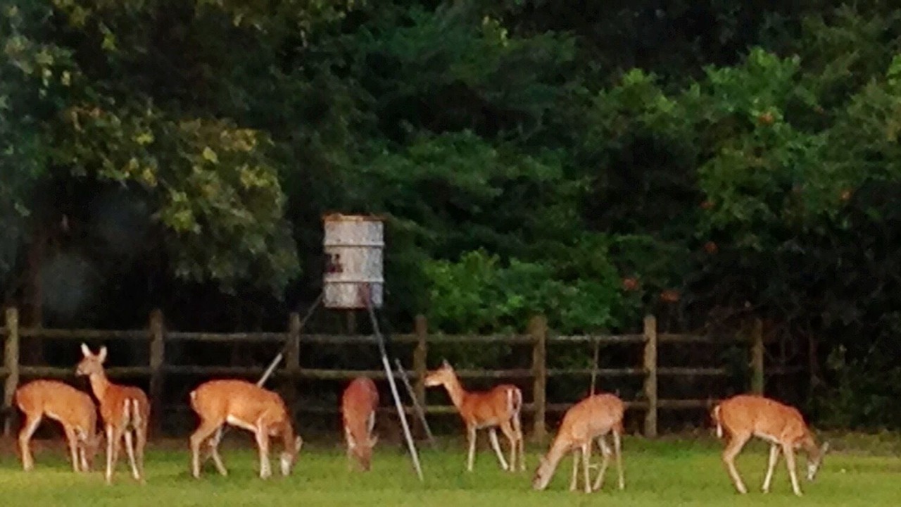 Photo of Outdoor in Redlick