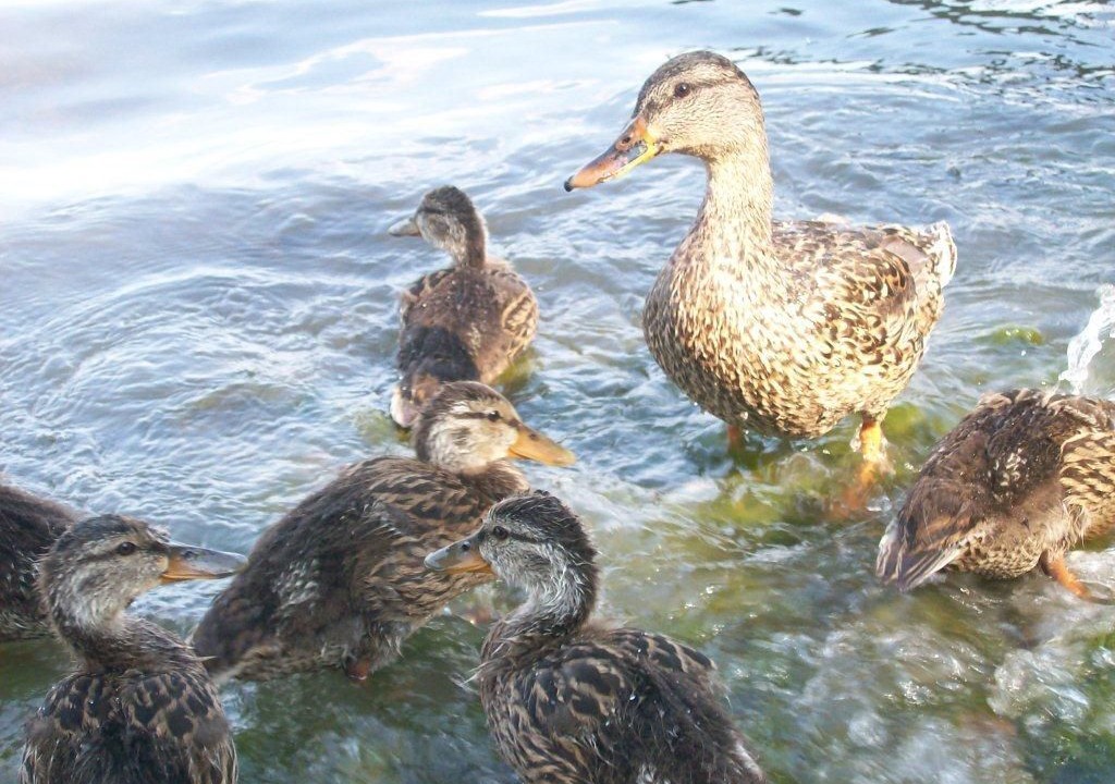 Photo of Others in Town of Benton