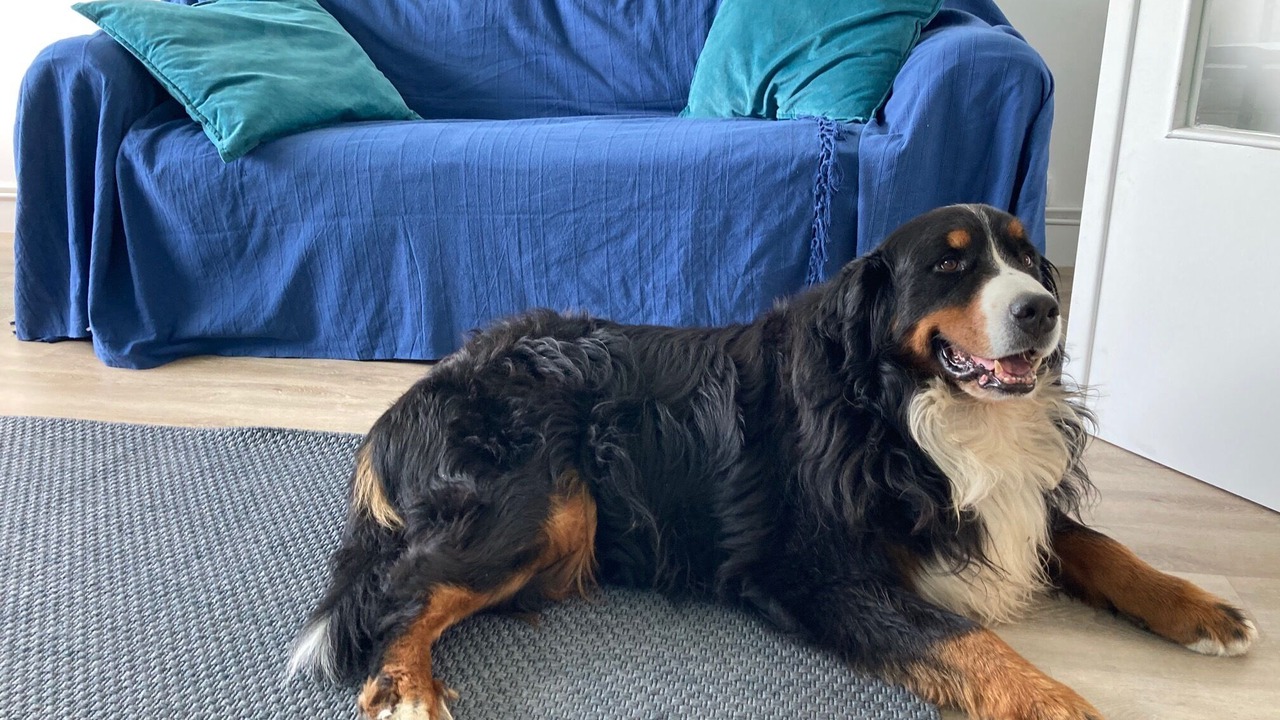 Photo of Others in Lion-sur-Mer