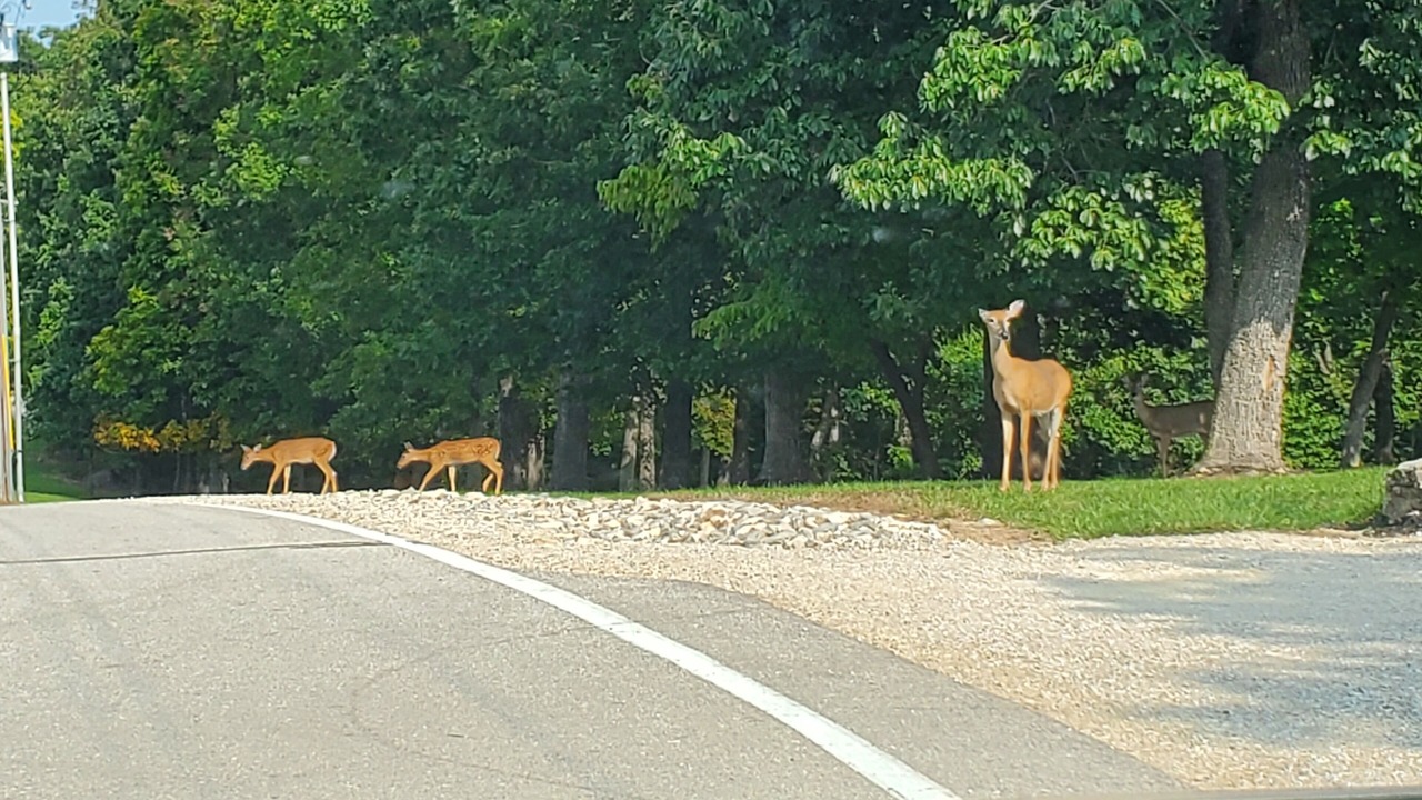 Photo of Others in Lake Ozark