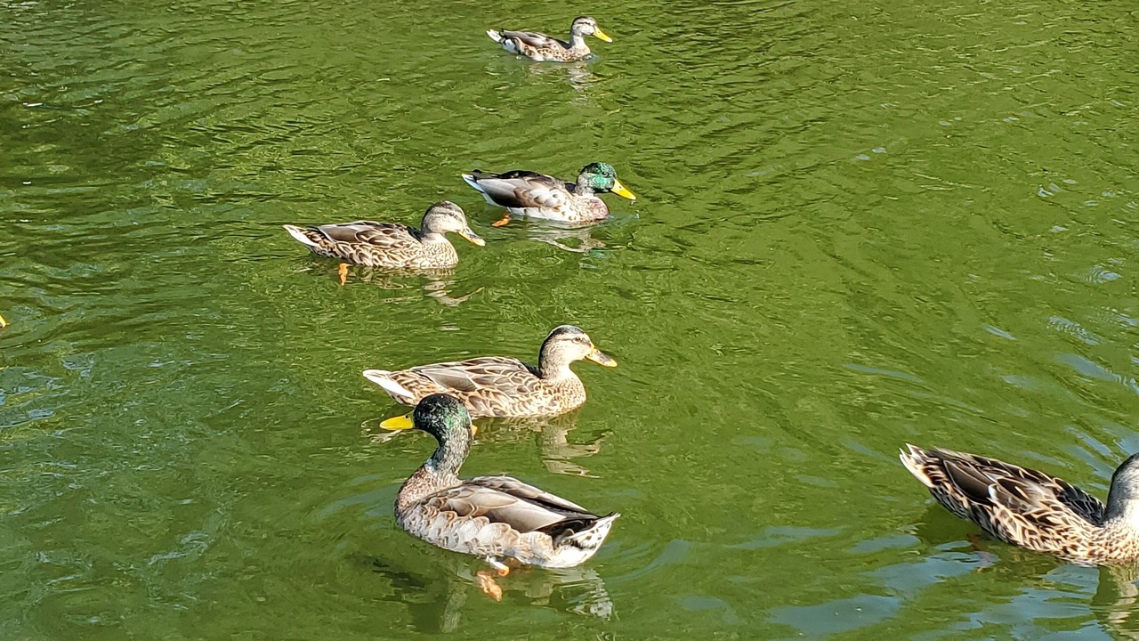 Photo of Others in Lake Ozark