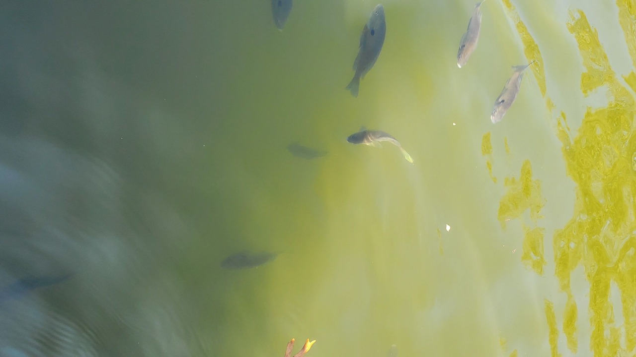 Photo of Others in Lake Ozark