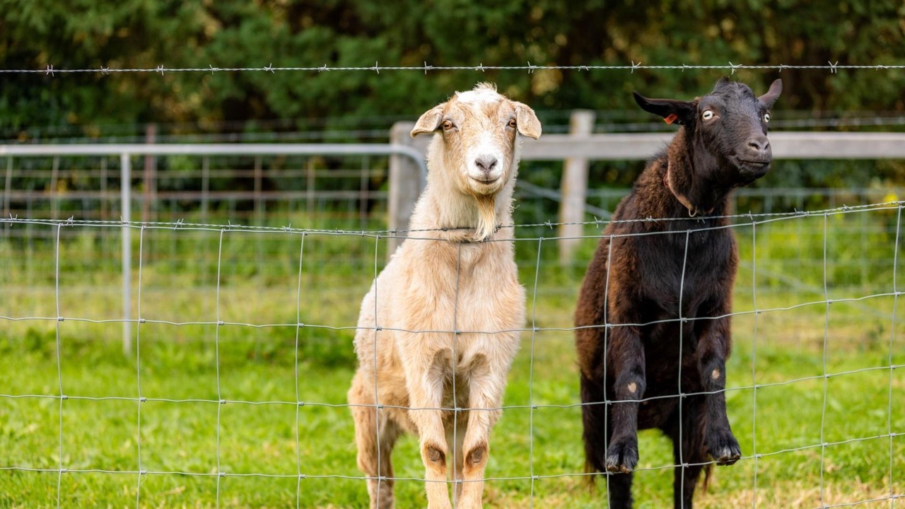 Photo of Others in Barrengarry