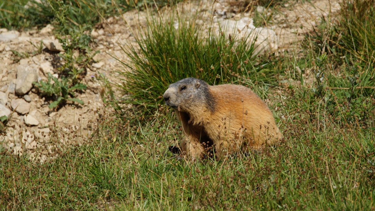 Photo of Outdoor in Pelvoux