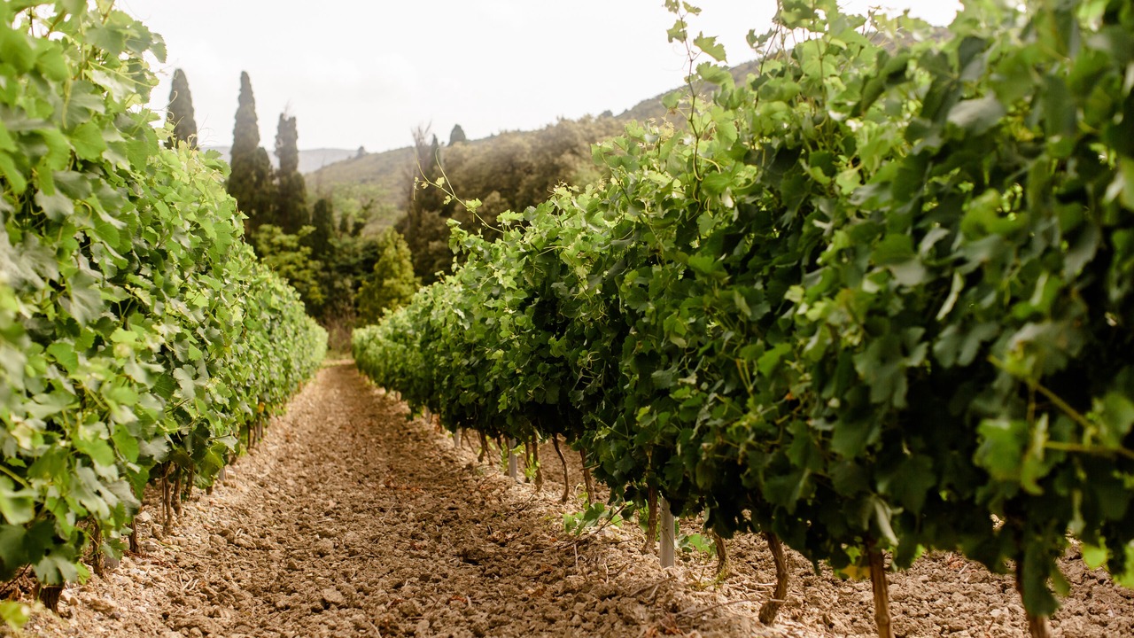 Photo of Outdoor in Villeseque-des-Corbieres
