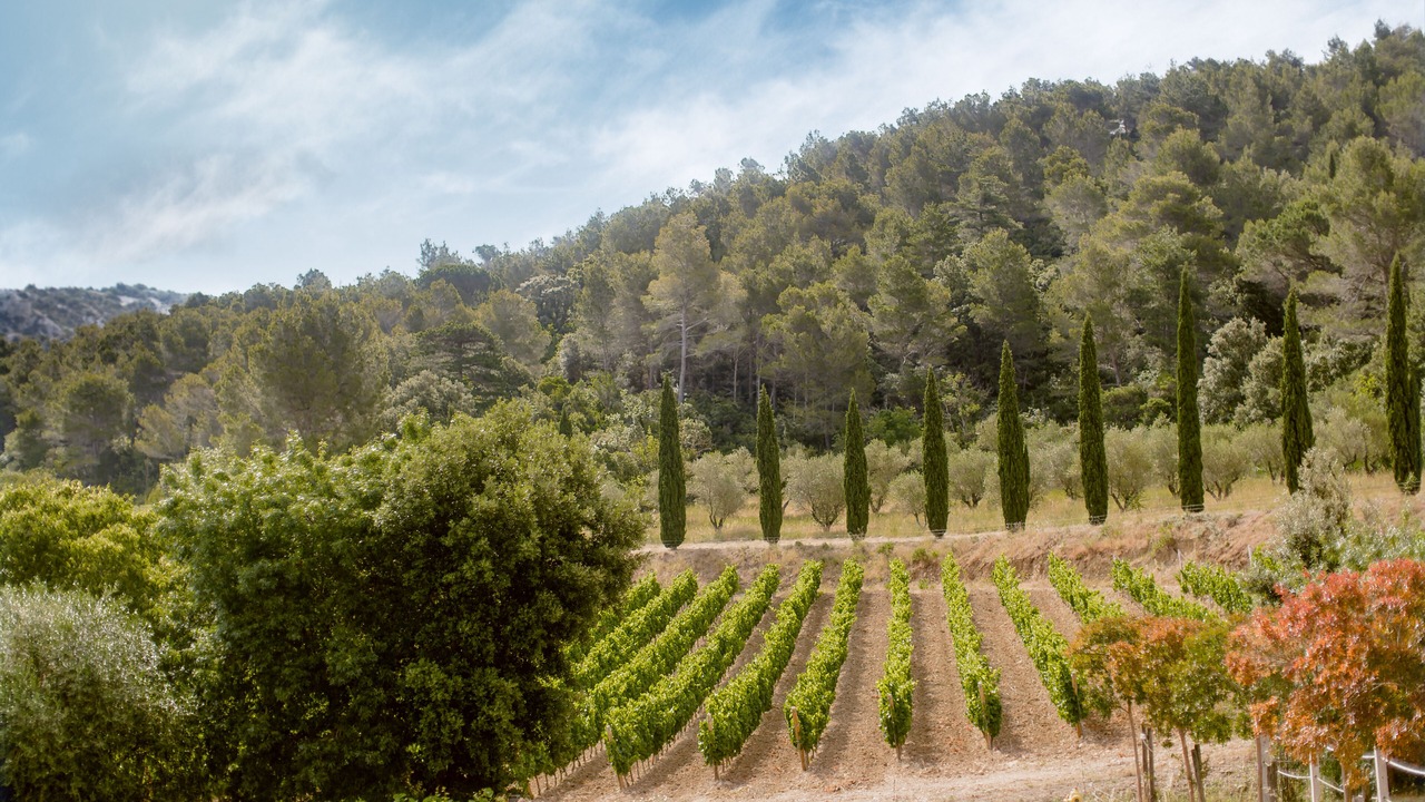 Photo of Outdoor in Villeseque-des-Corbieres
