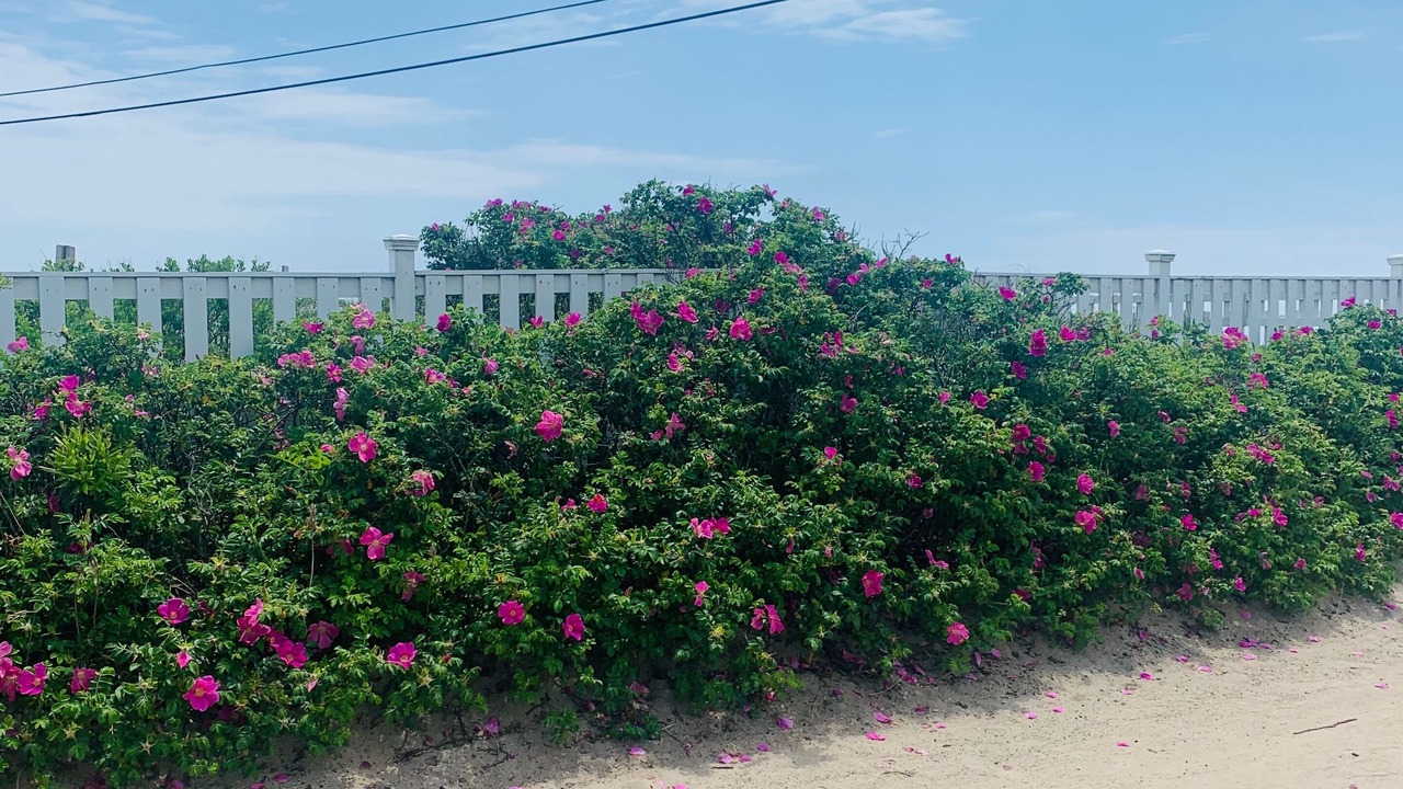 Photo of Others in Charlestown