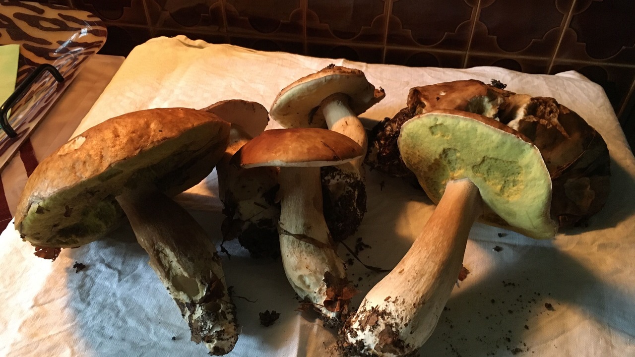 Photo of Others in Soursac