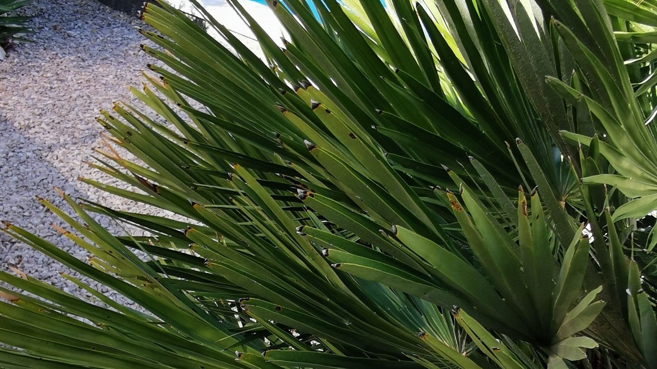 Photo of Outdoor in Sibenik