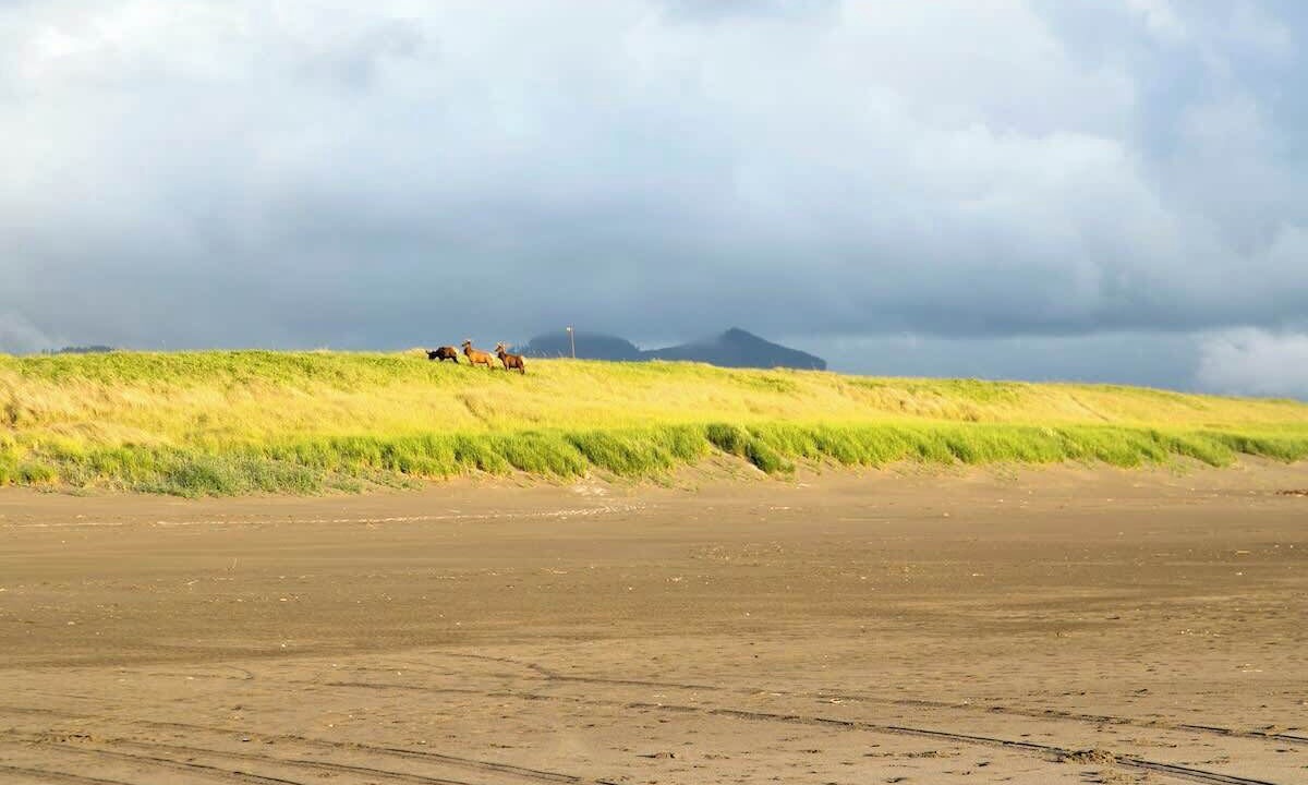 Photo of Others in Gearhart