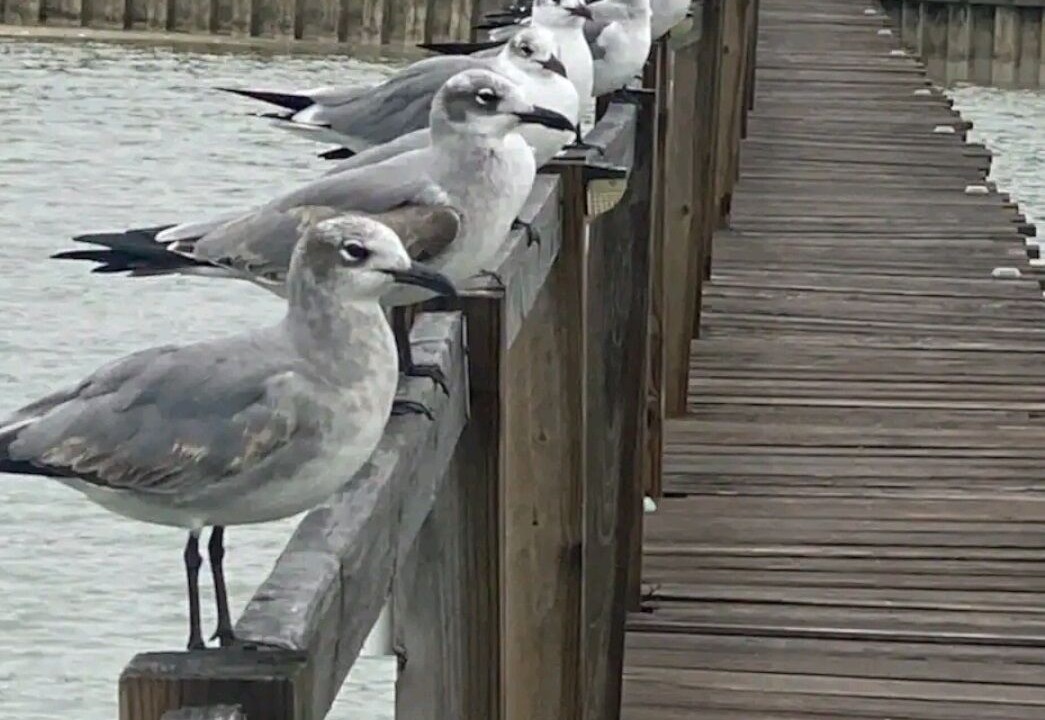 Photo of Outdoor in Loyola Beach