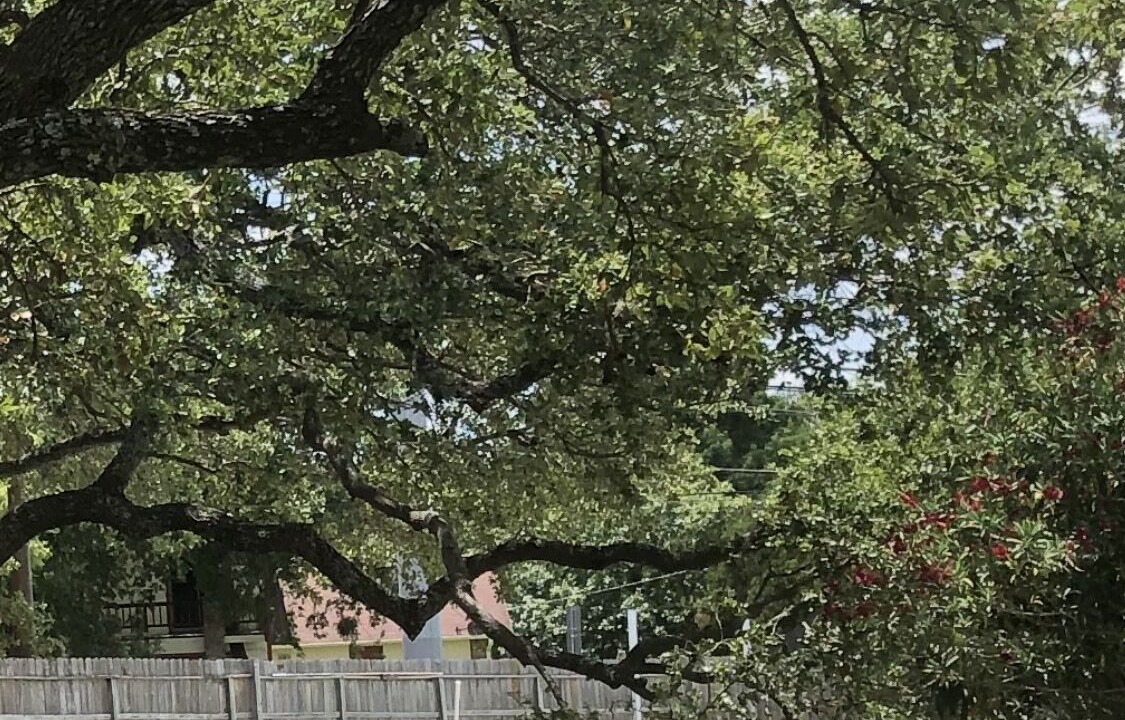 Photo of Outdoor in Leon Valley