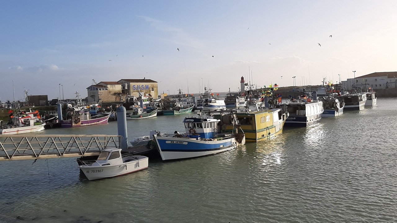 Photo of Others in Marennes