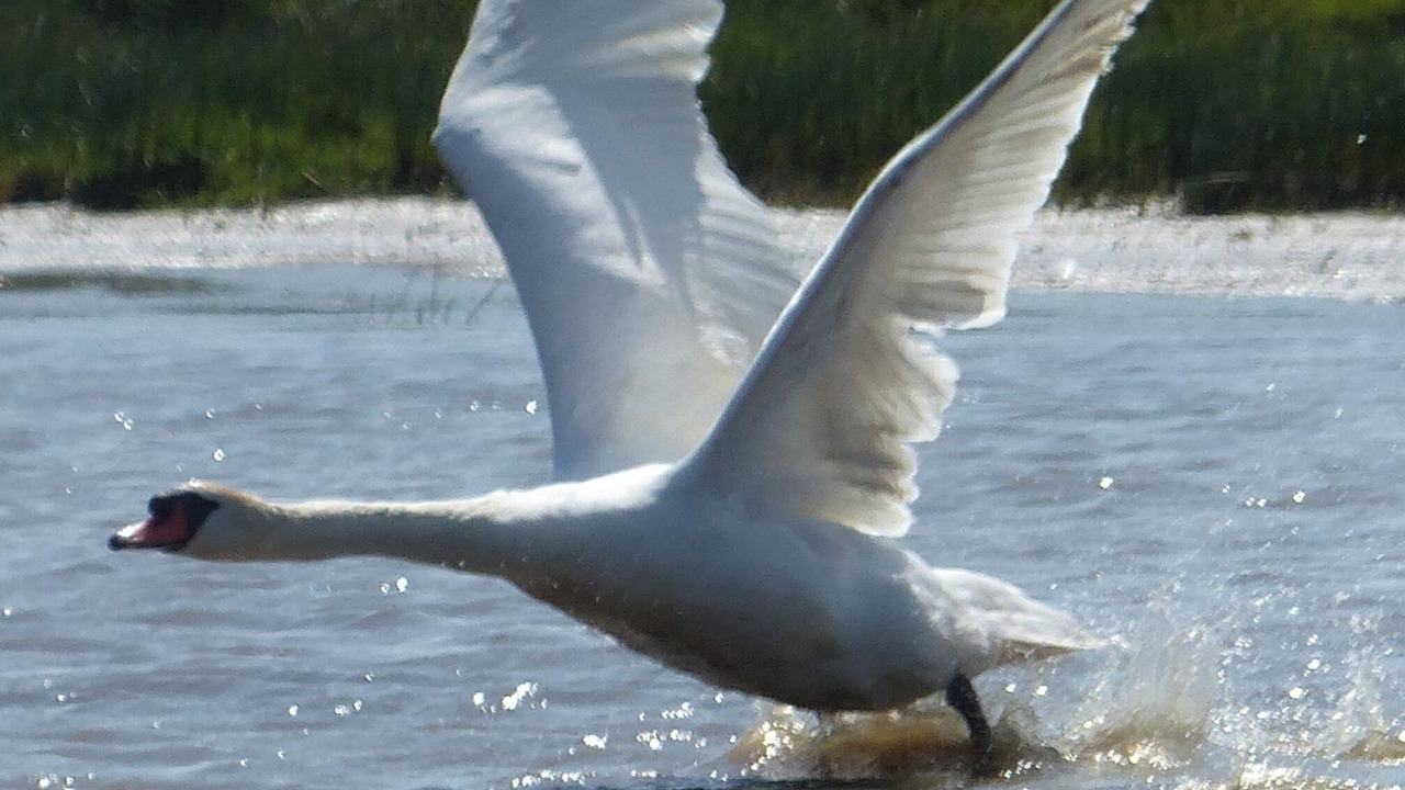 Photo of Others in Marennes