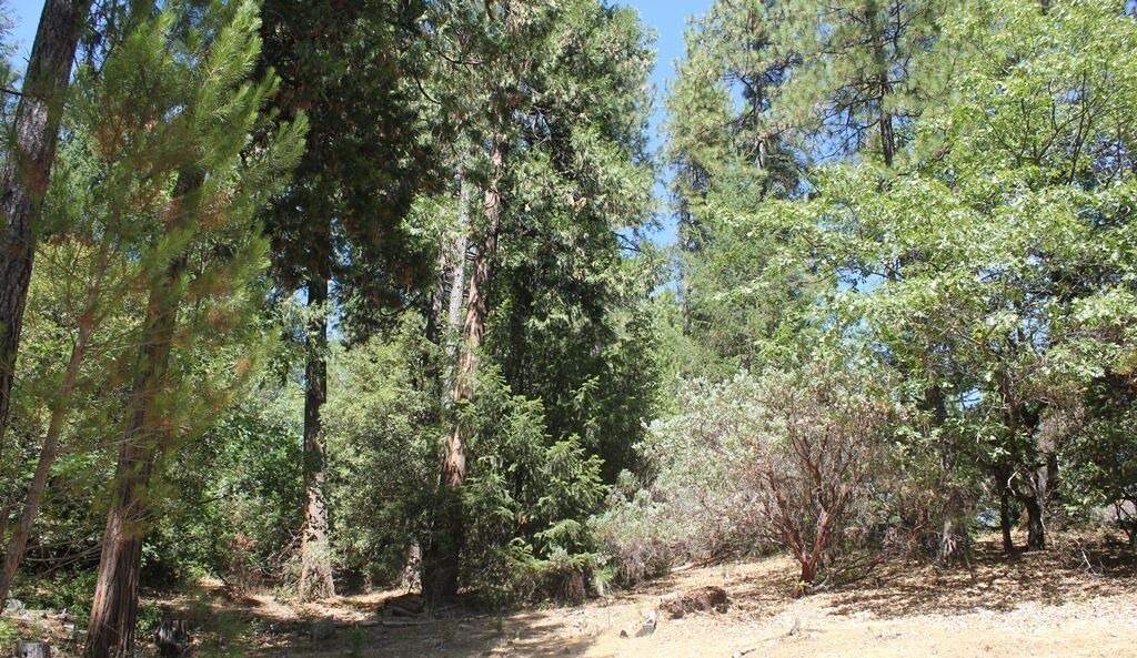 Photo of Outdoor in Foresthill