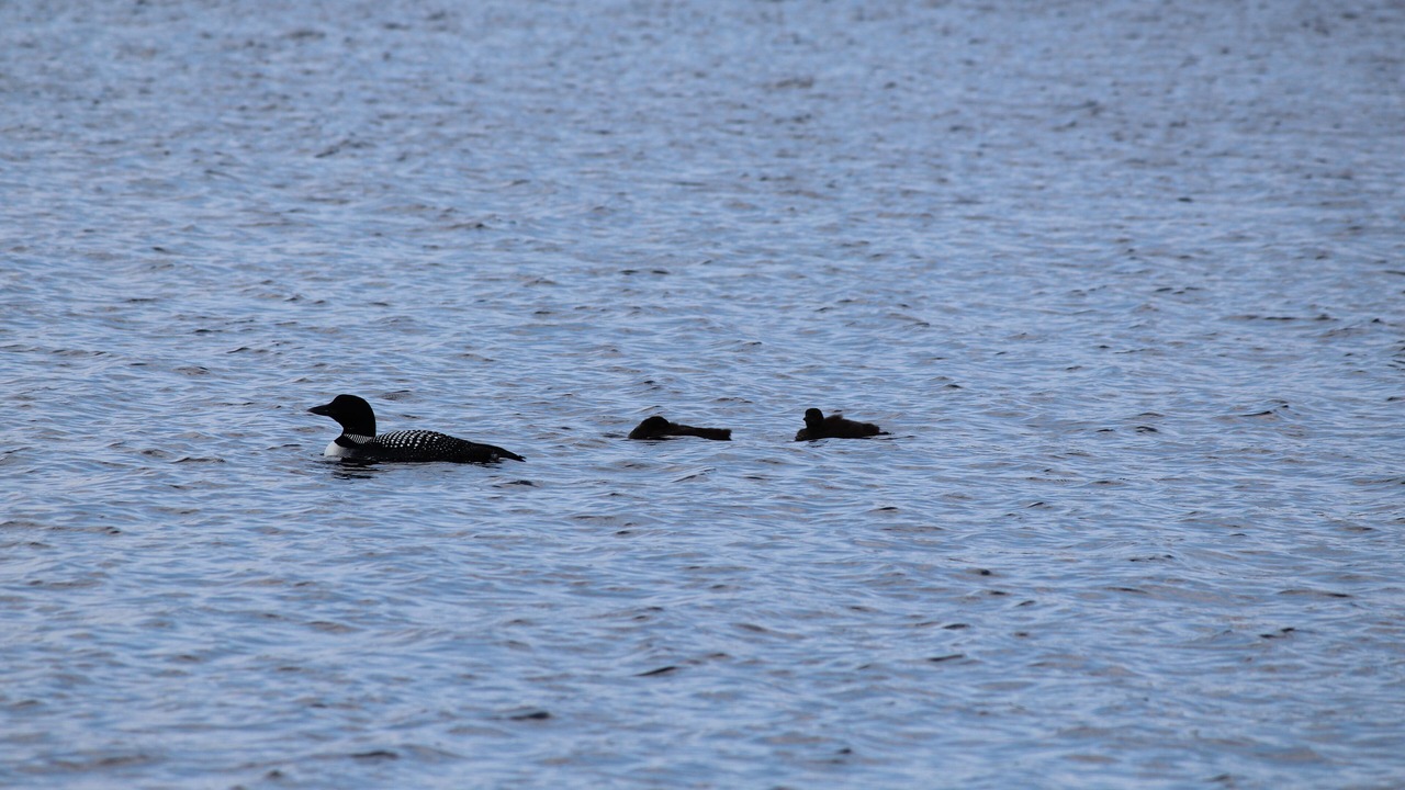 Photo of Others in Standish