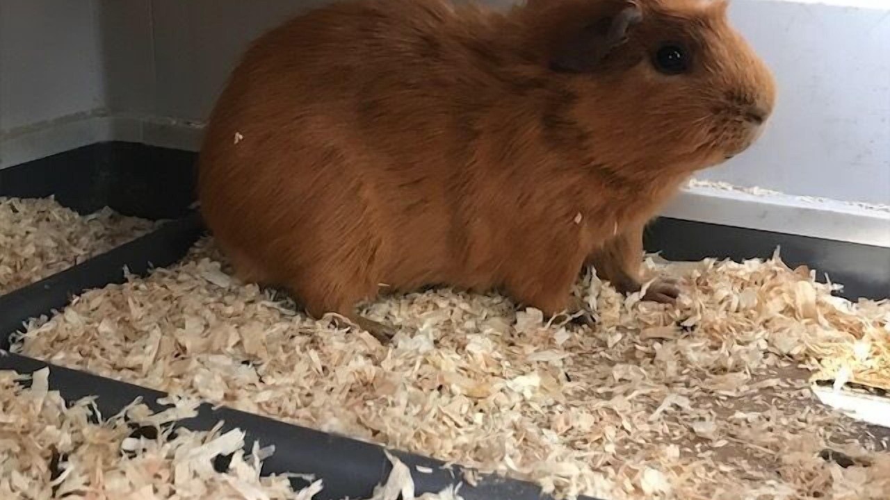 Photo of Others in Audinghen