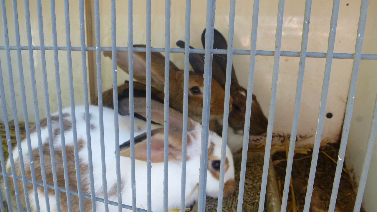 Photo of Others in Audinghen