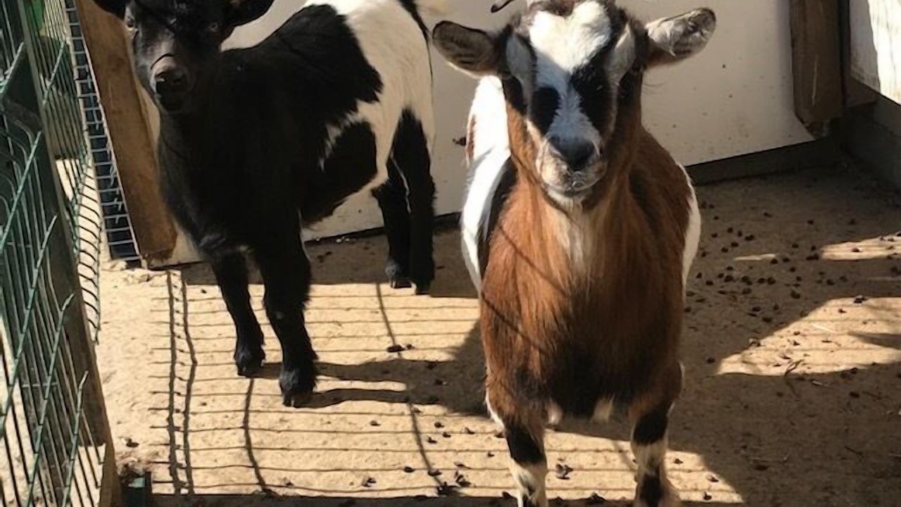 Photo of Others in Audinghen