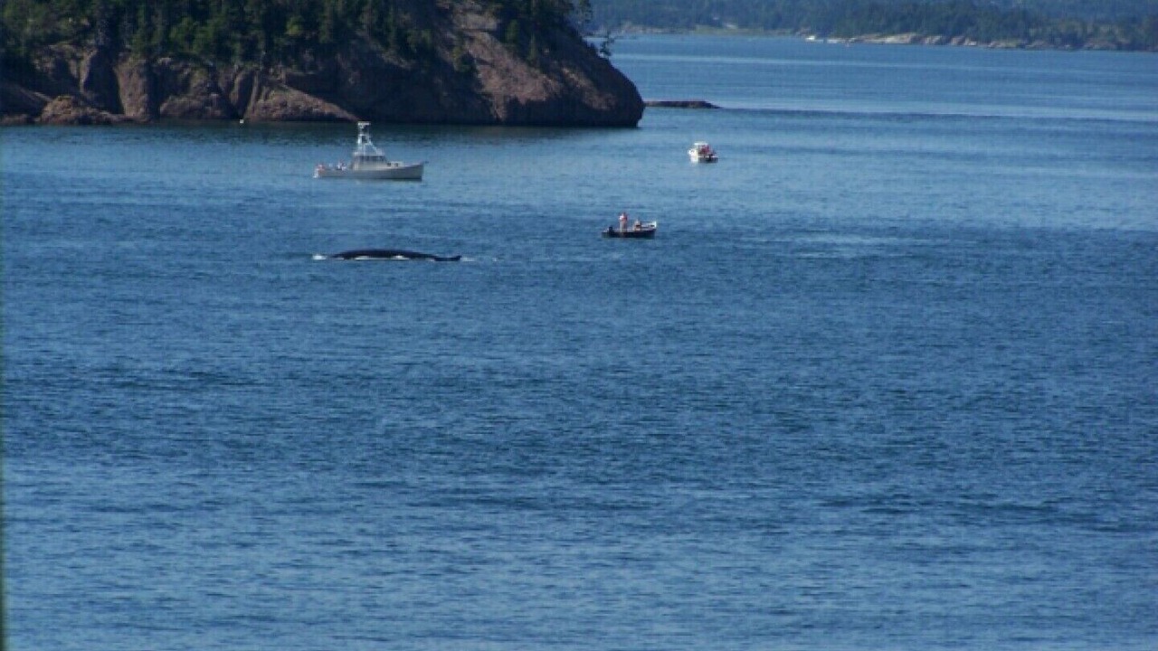 Photo of Others in Campobello Island