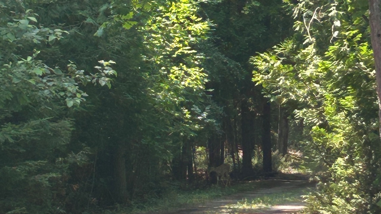 Photo of Others in Ossineke