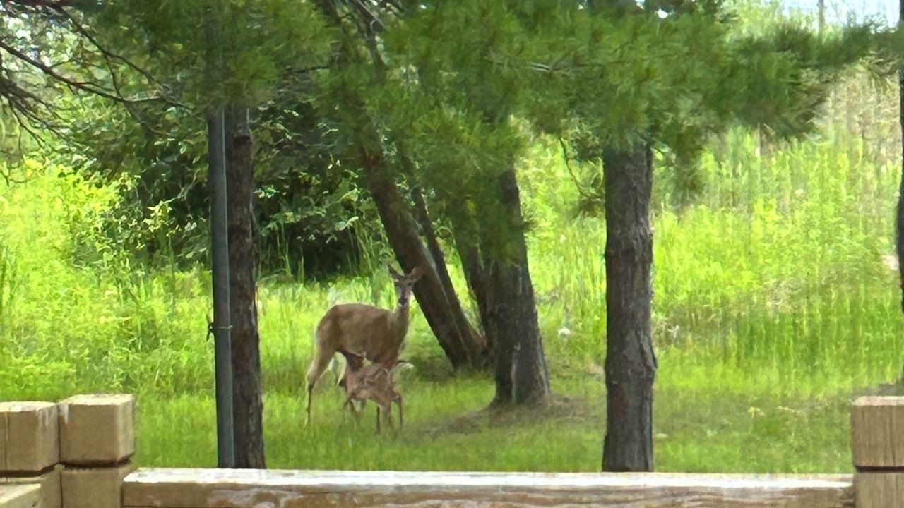 Photo of Others in Ossineke