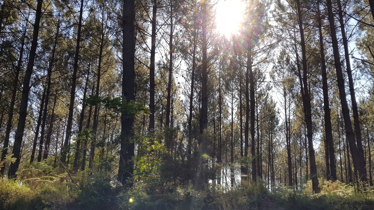 Photo of Outdoor in Vielle-Saint-Girons