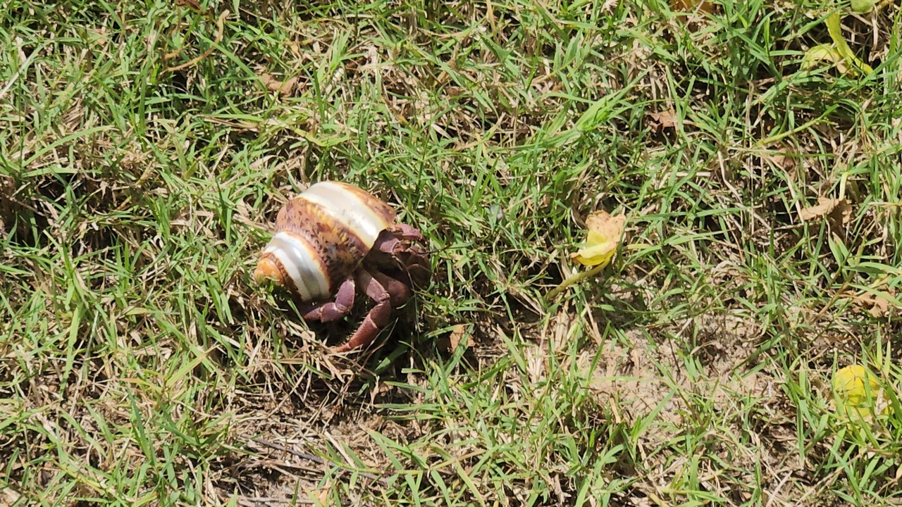 Photo of Outdoor in Surfside Beach