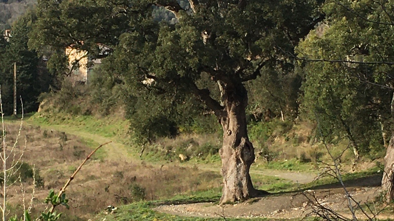 Photo of Others in Ceret
