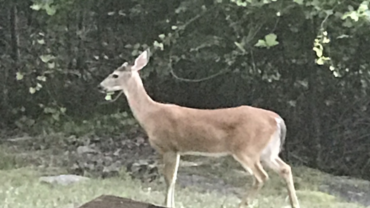 Photo of Others in Guntersville
