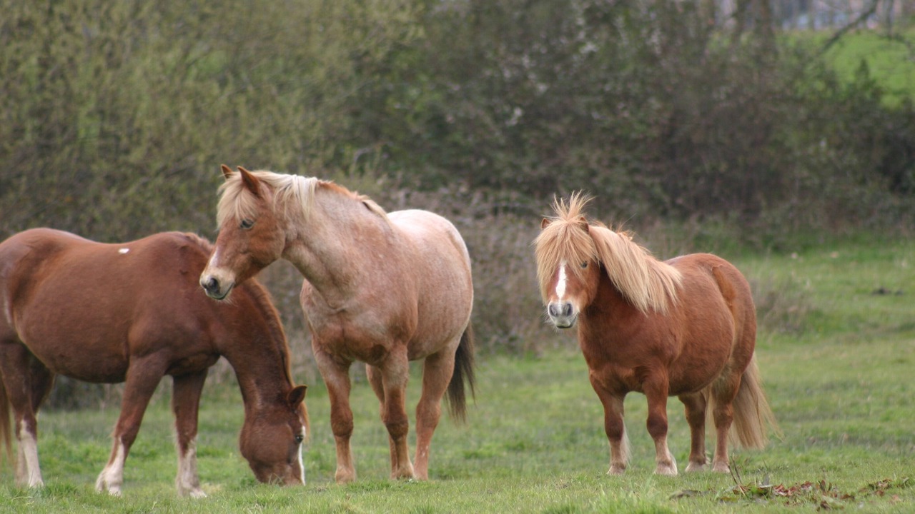 Photo of Outdoor in Epaignes