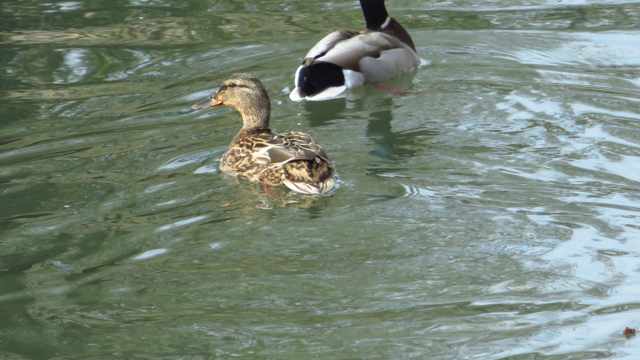 Photo of Others in Boyer