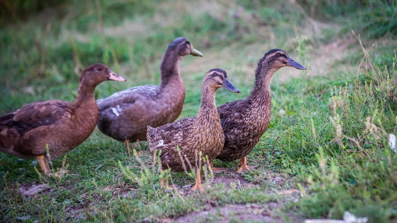 Photo of Others in Frontenac