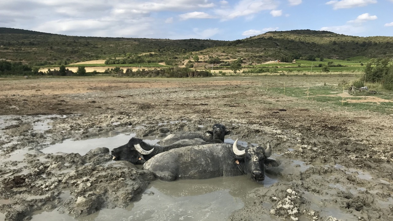 Photo of Others in Villetritouls