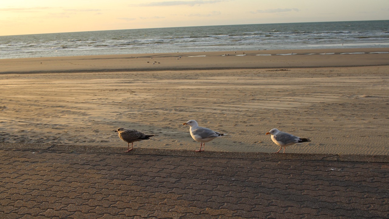 Photo of Others in Bray-Dunes