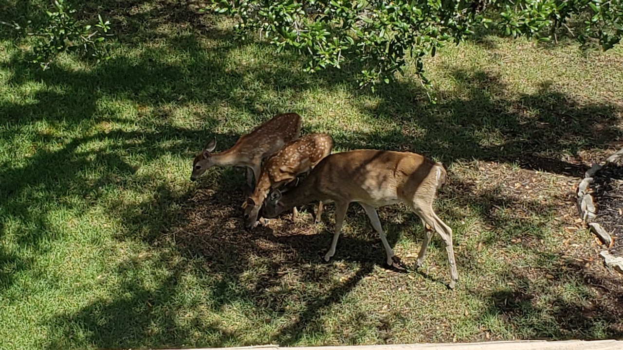 Photo of Outdoor in Fair Oaks Ranch