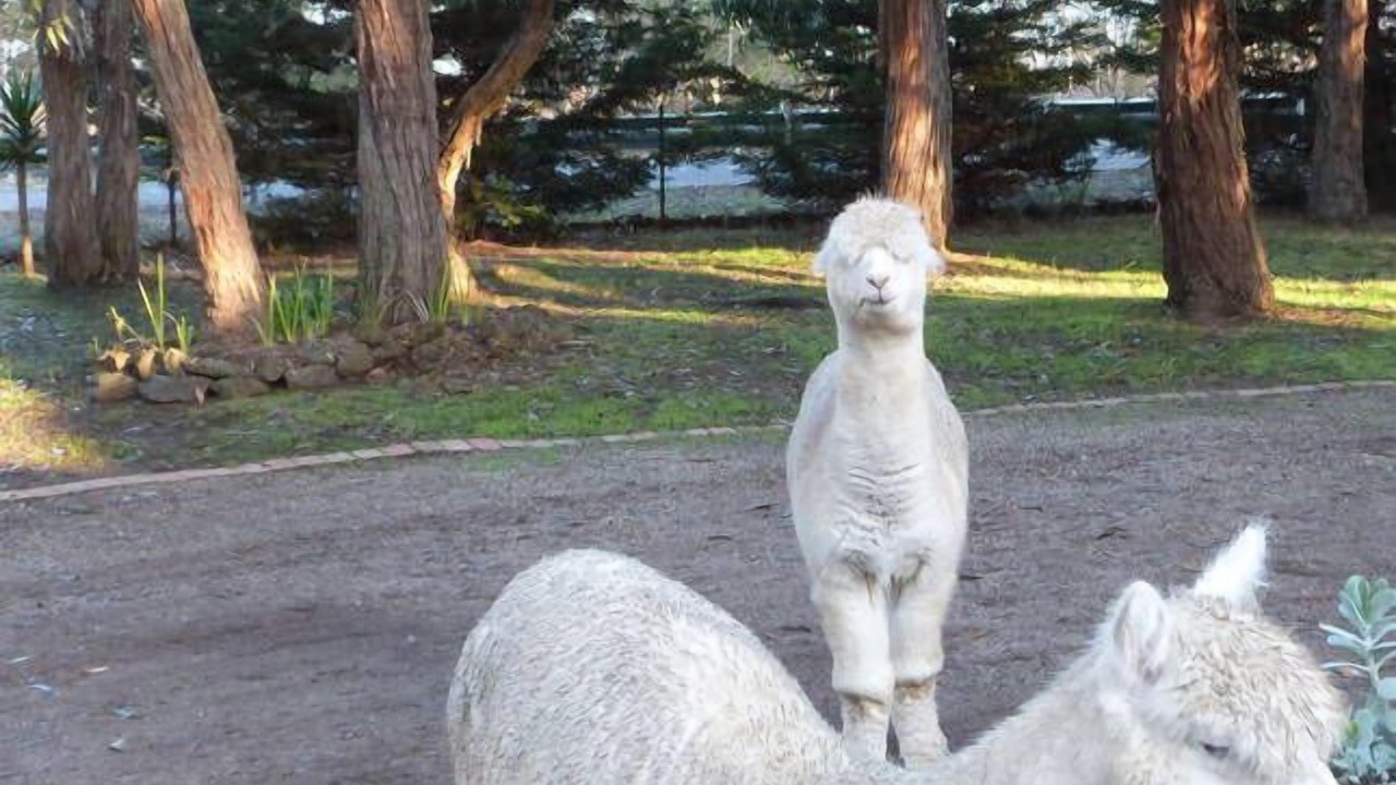 Photo of Others in Bellbrae