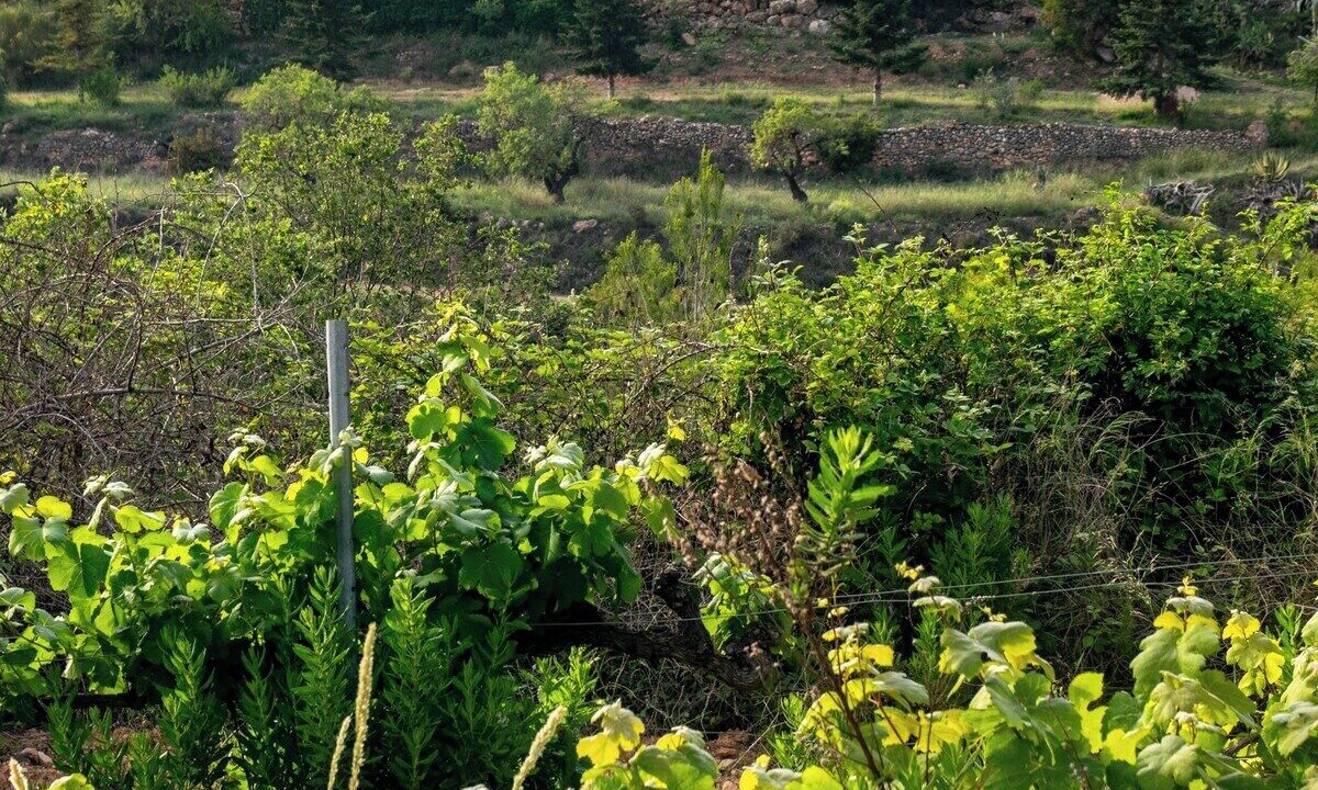 Photo of Outdoor in Aiguamurcia
