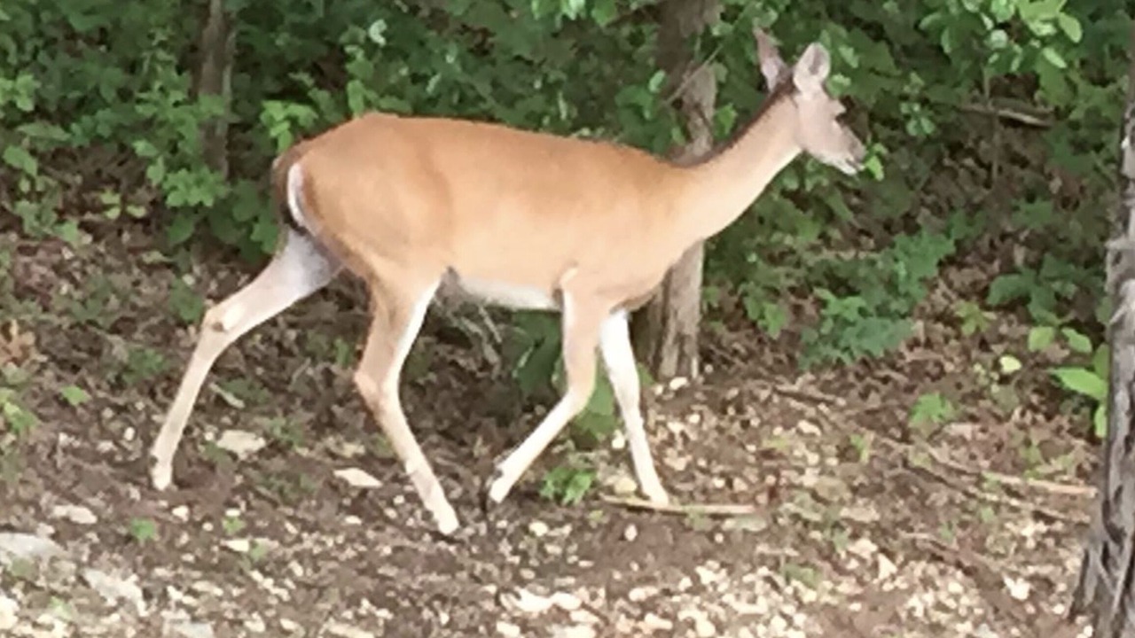Photo of Outdoor in Eureka Springs