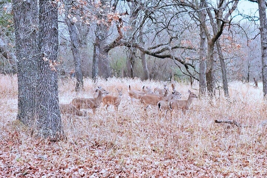 Photo of Outdoor in Sulphur
