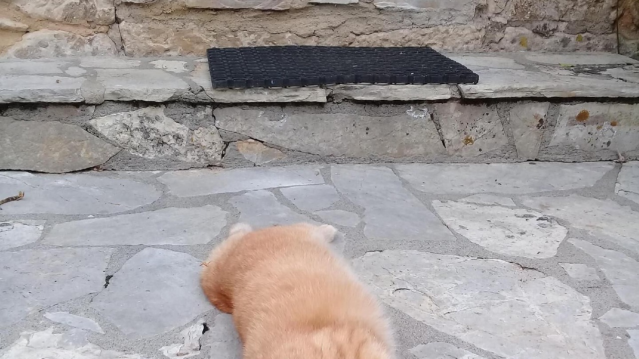 Photo of Outdoor in Lanquais