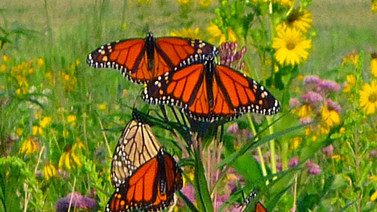 Photo of Outdoor in Coon Rapids