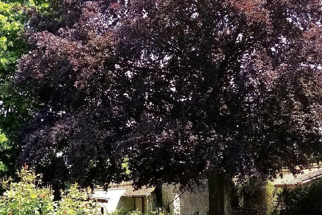 Photo of Outdoor in Thomery