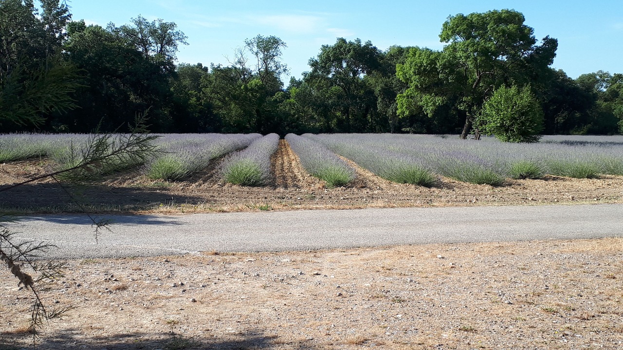 Photo of Outdoor in Saint-Victor-de-Malcap