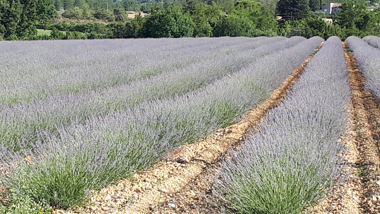 Photo of Outdoor in Saint-Victor-de-Malcap